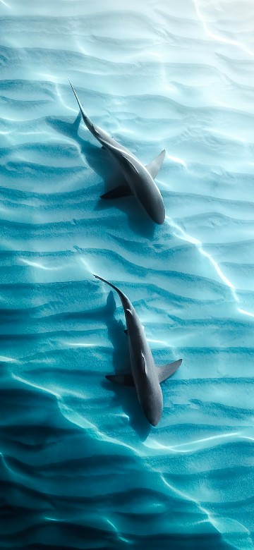 Image sharks, tiger shark, galapagos shark, water, liquid