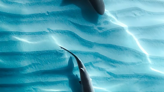 Image sharks, tiger shark, galapagos shark, water, liquid