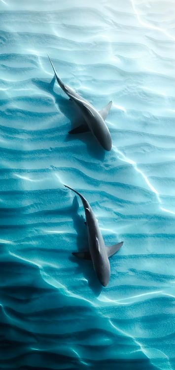液体, Azure, 流体, 人体内的水, 海洋生物学 壁纸 1420x3000 允许