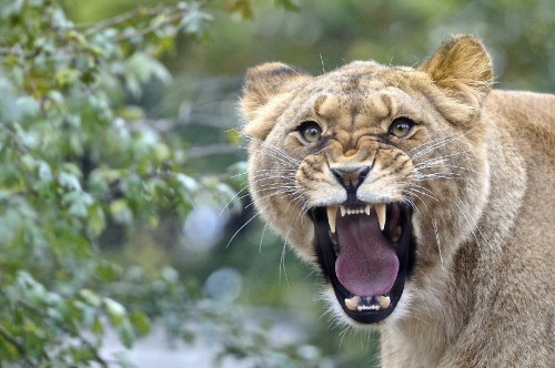 Image brown lioness in tilt shift lens