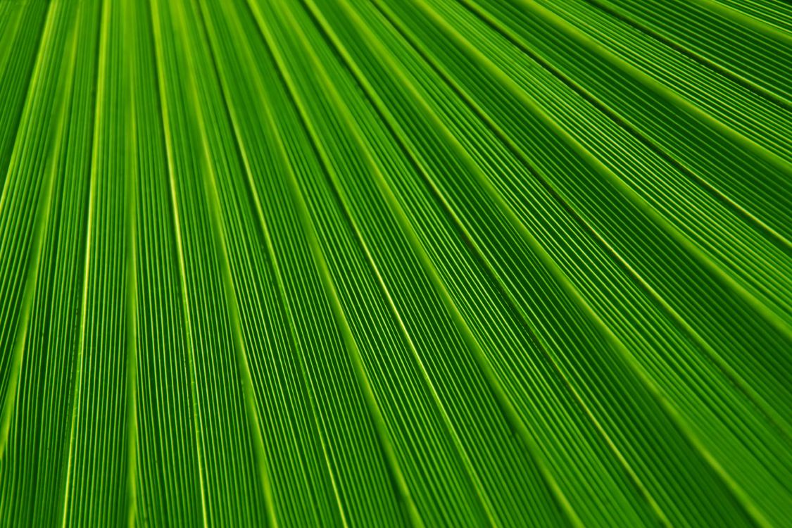 棕榈树, 纹理, 绿色的, 草, 草家庭 壁纸 5000x3333 允许