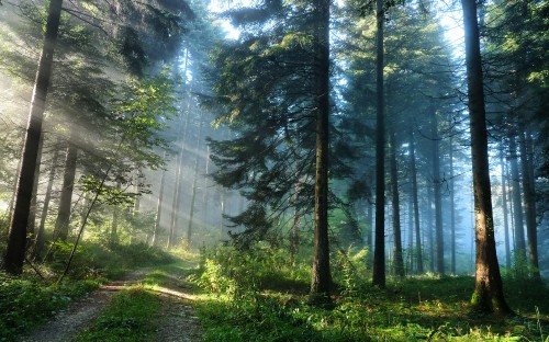 Image green trees on forest during daytime