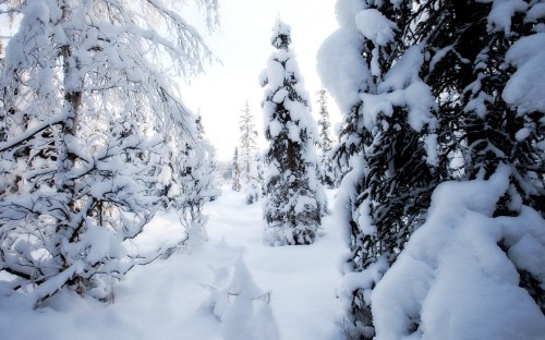 Image snow covered trees during daytime