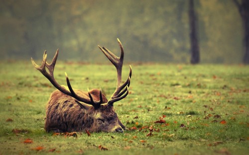 Image brown deer on green grass field during daytime