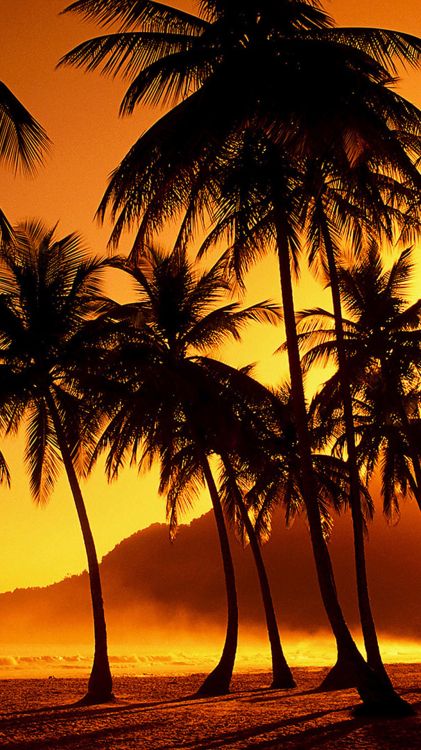 tree, palm tree, nature, tropics, sunset