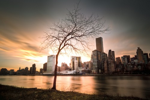 Image bare trees near body of water during daytime