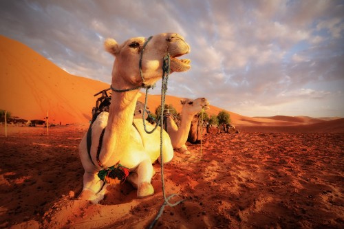 Image white and brown camel on brown sand during daytime