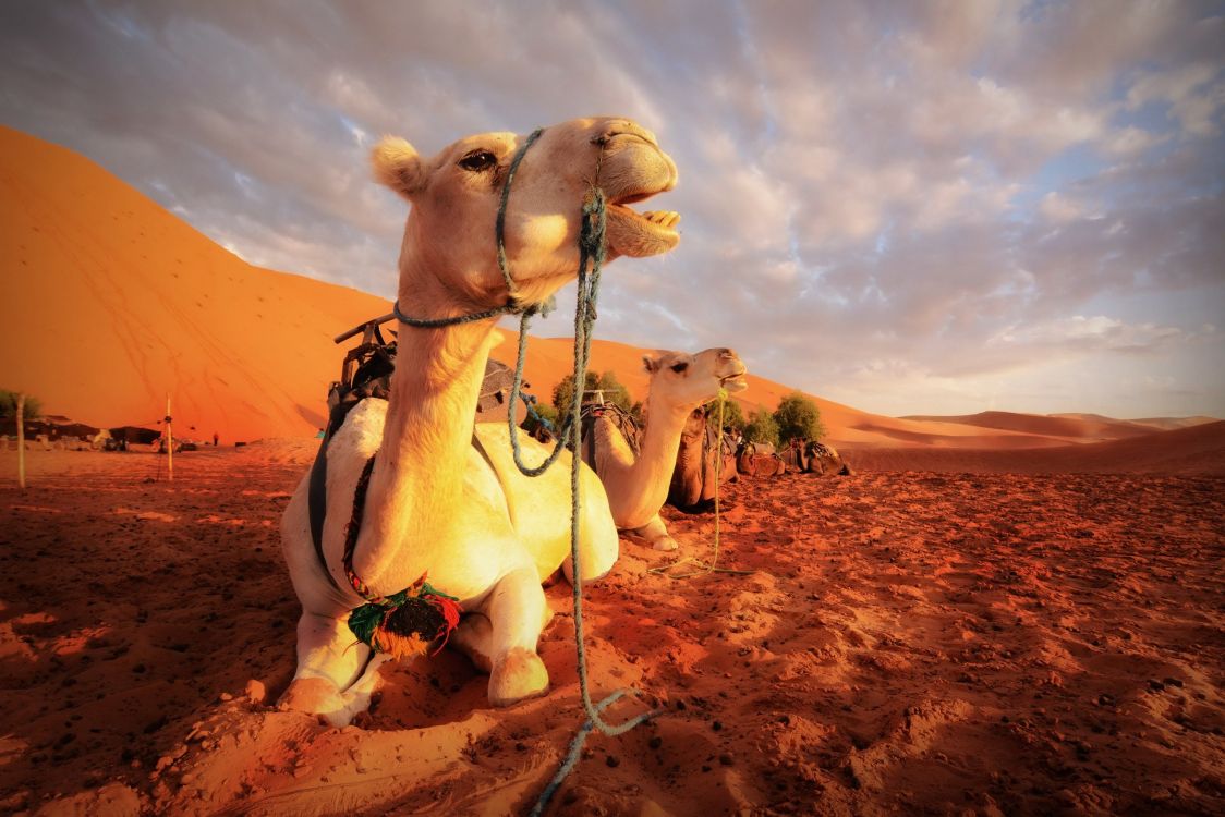 white and brown camel on brown sand during daytime