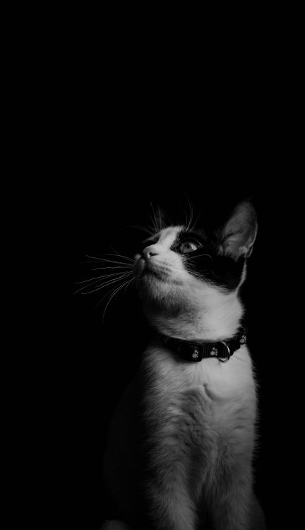 Graustufenfoto Einer Katze Mit Schwarzem Hintergrund. Wallpaper in 3463x6000 Resolution