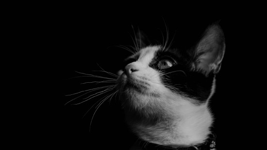 Image grayscale photo of cat with black background