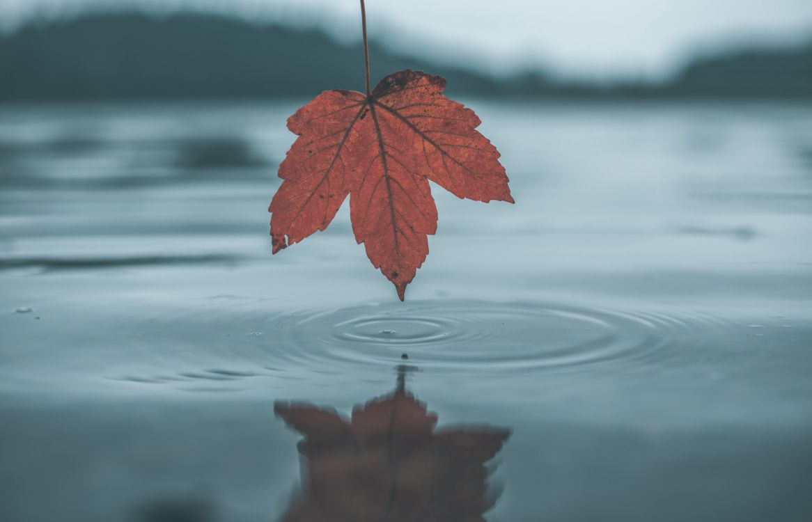 Leaf, Water, Tree, Reflection, Red. Wallpaper in 3054x1964 Resolution