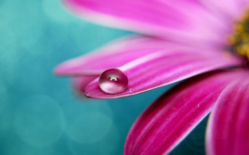 Image water dew on purple flower