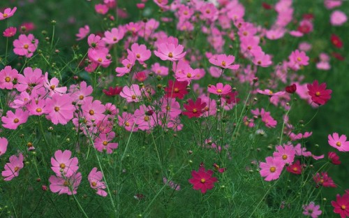 Image pink flowers with green leaves