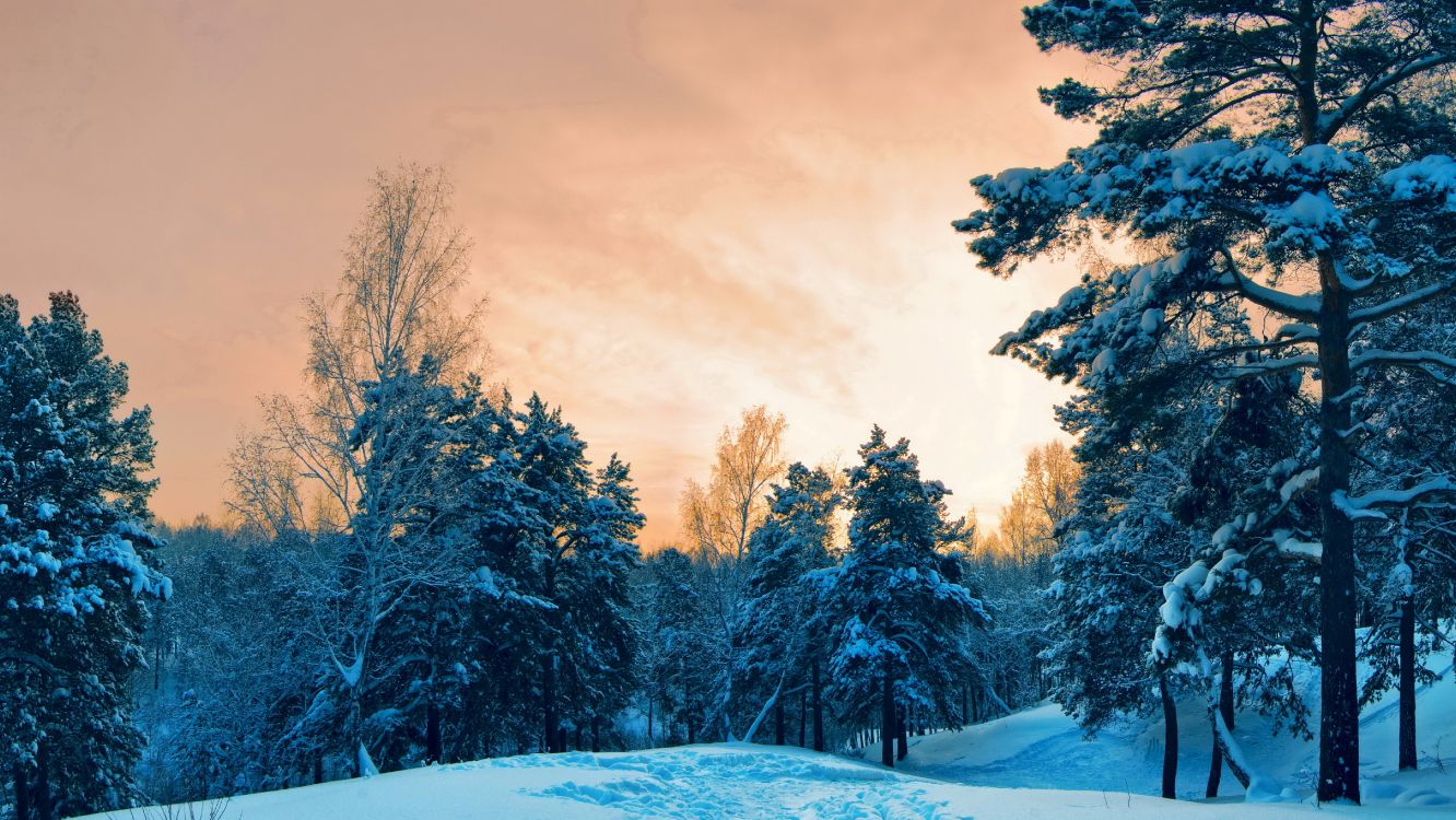 Grüne Bäume Tagsüber Mit Schnee Bedeckt. Wallpaper in 5090x2864 Resolution