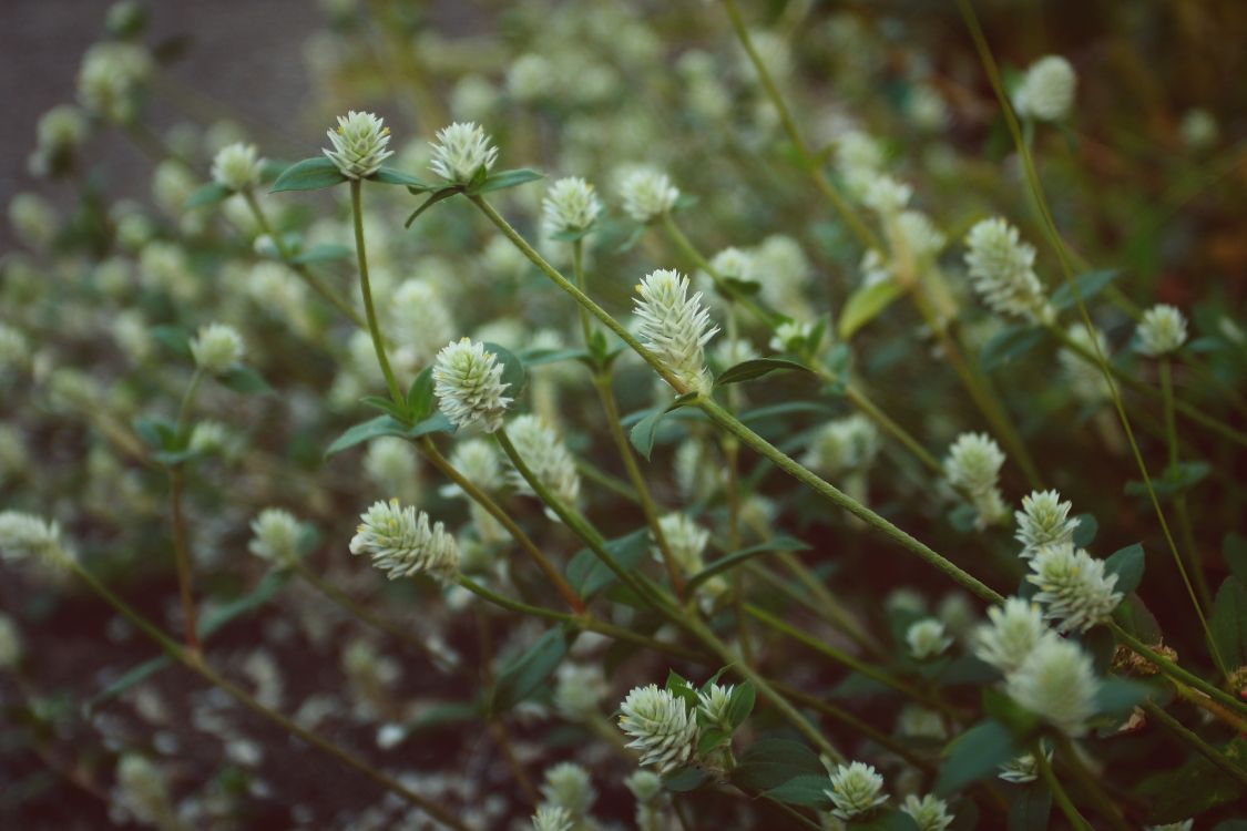 野花, 植物干, Subshrub, 显花植物, 草 壁纸 3357x2238 允许