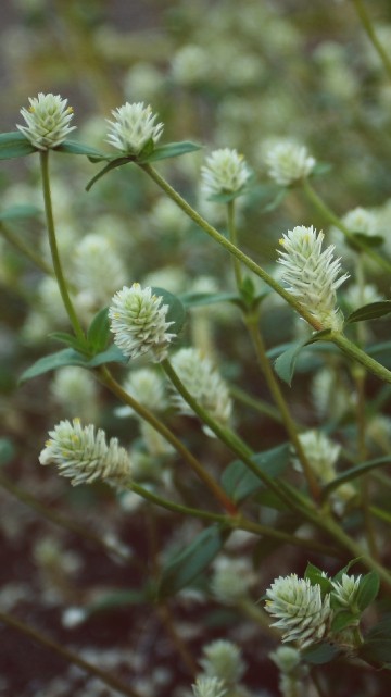 Image green and white flower buds