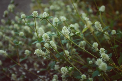 Image green and white flower buds