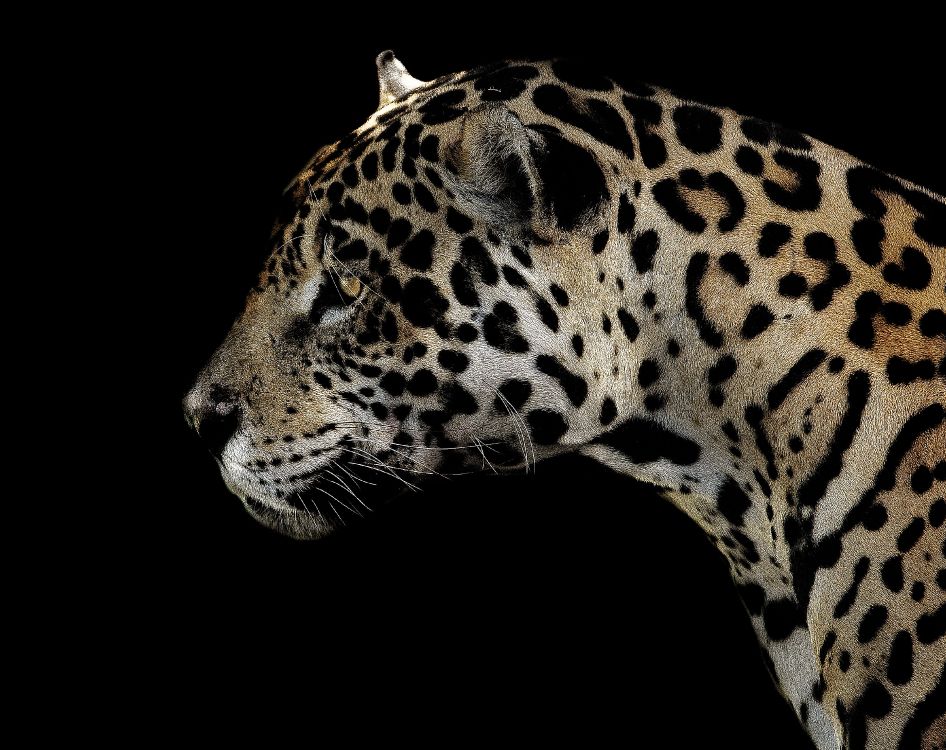 Braune Und Schwarze Leopardenillustration. Wallpaper in 3288x2605 Resolution