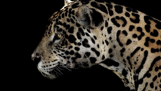 jaguar xf black wallpaper