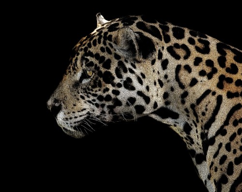 Fondos de Pantalla Africano de Leopardo, Imágenes HD Africano de Leopardo, Descargar Imágenes Gratis Fondos de Pantalla Africano de Leopardo, Imágenes HD Africano de Leopardo, Descargar Imágenes Gratis