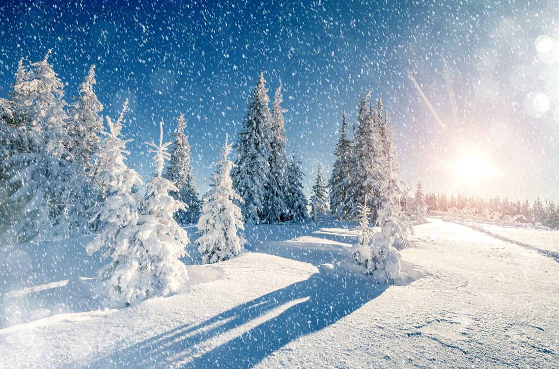 冬天, 冻结, Fir, 阳光, 雪花 壁纸 2560x1687 允许