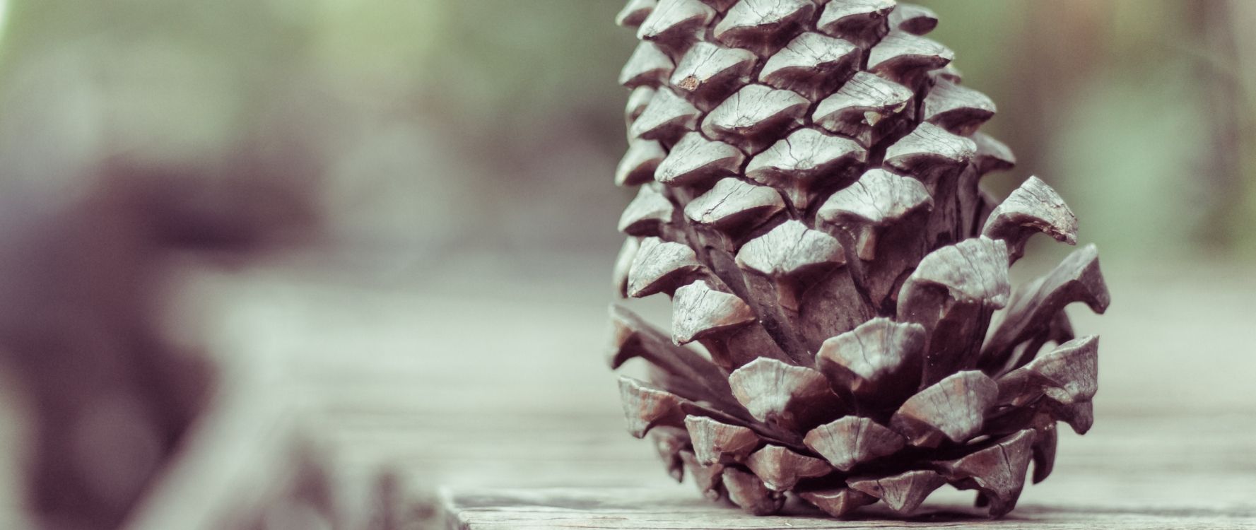 Pomme de Pin Marron Sur Une Table en Bois Marron. Wallpaper in 2560x1080 Resolution