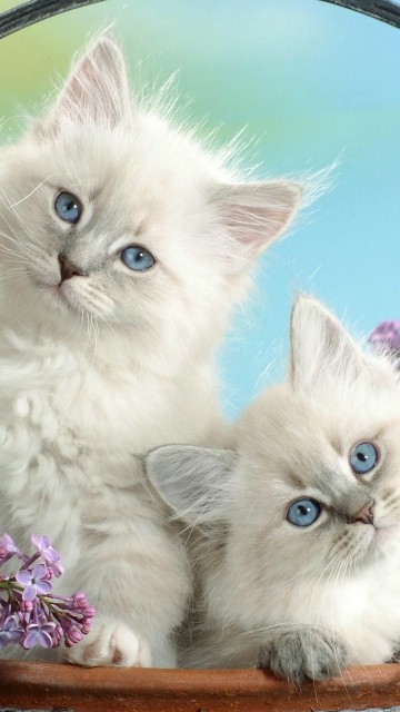 persian cat wallpaper iphone