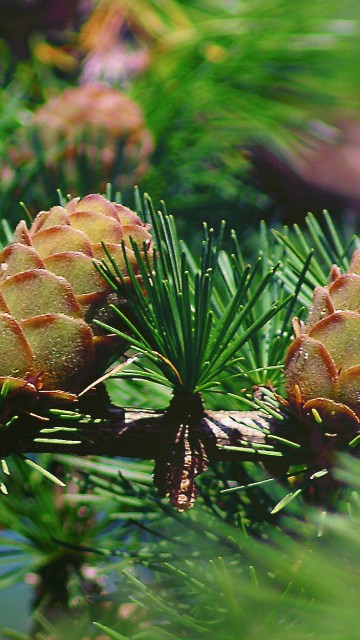 Image brown pine cone on green pine tree