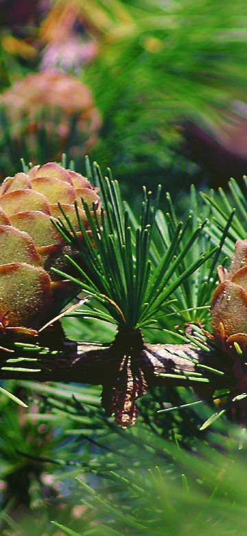 Image brown pine cone on green pine tree