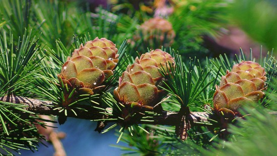 Image brown pine cone on green pine tree