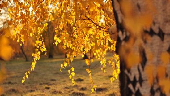 Image yellow leaves on brown ground during daytime