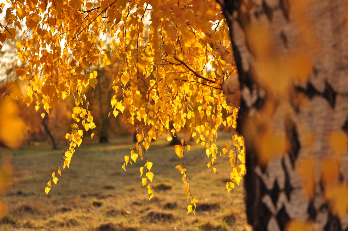 Feuilles Jaunes Sur Sol Brun Pendant la Journée. Wallpaper in 4288x2848 Resolution
