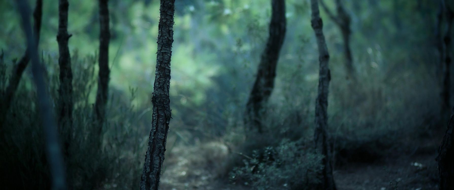 Arbres Verts Sur la Forêt Pendant la Journée. Wallpaper in 3440x1440 Resolution