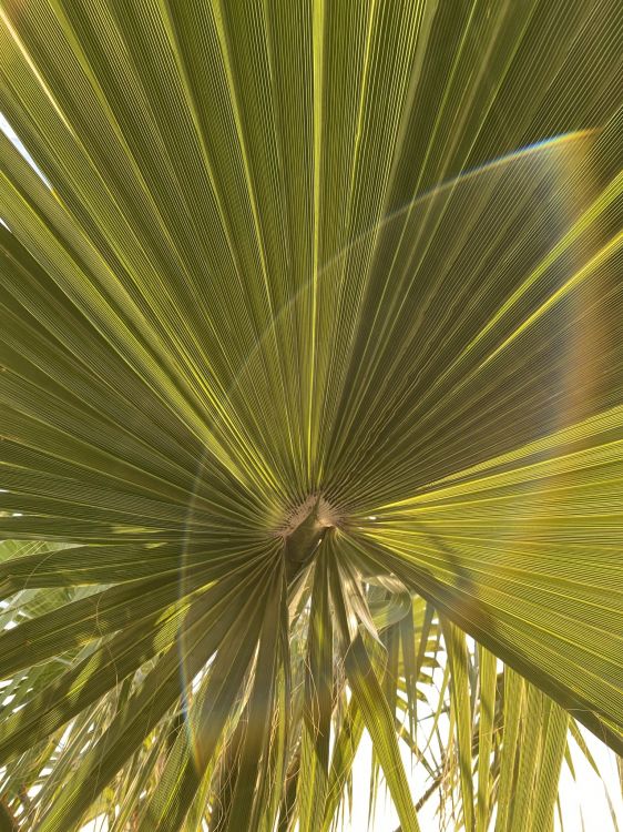 Feuille, Tige de la Plante, Plante Terrestre, Sabal Mineur, Saw Palmetto. Wallpaper in 1536x2048 Resolution