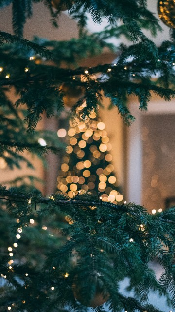 Image Christmas Day, tree, Colorado spruce, christmas, spruce