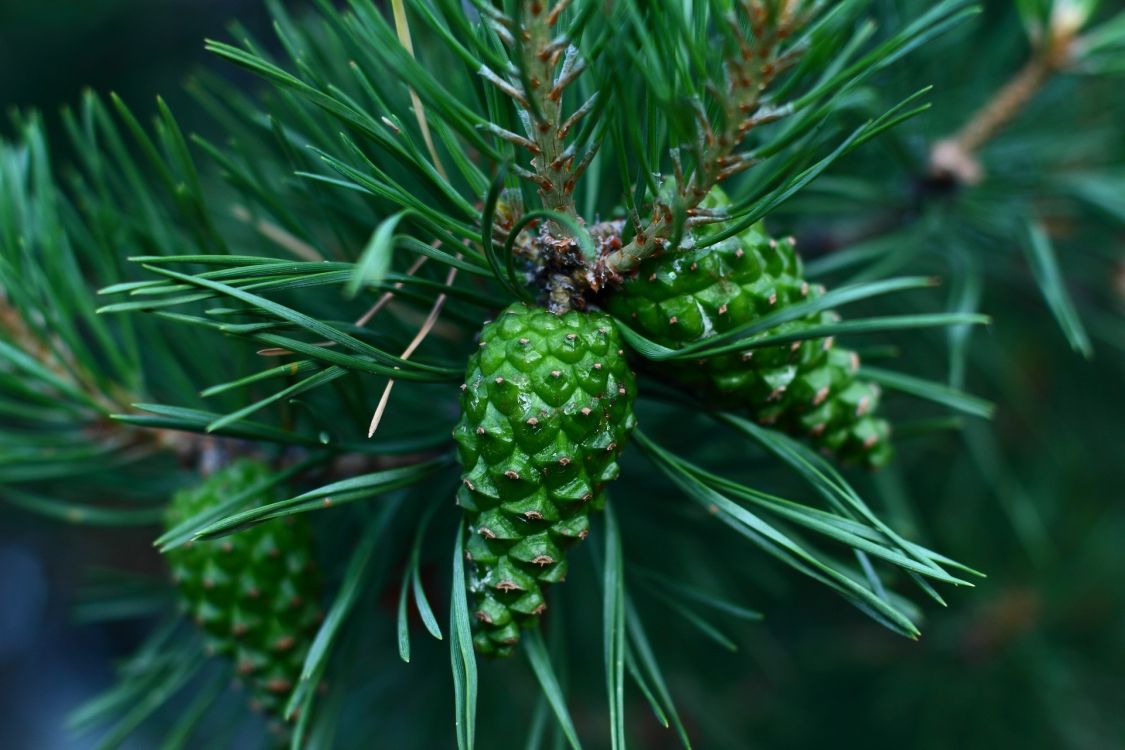Green Pine Cone on Green Plant. Wallpaper in 1920x1280 Resolution