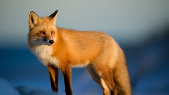 Image brown and white fox on snow covered ground