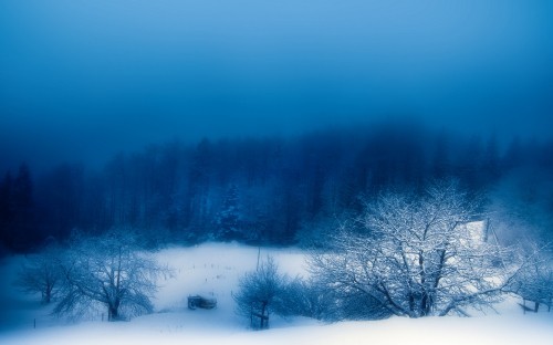 Image snow covered trees during daytime