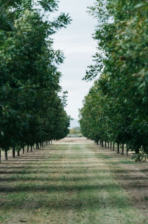 Baum, Gr, Naturlandschaft, Woody Pflanze, Road. Wallpaper in 4939x7456 Resolution