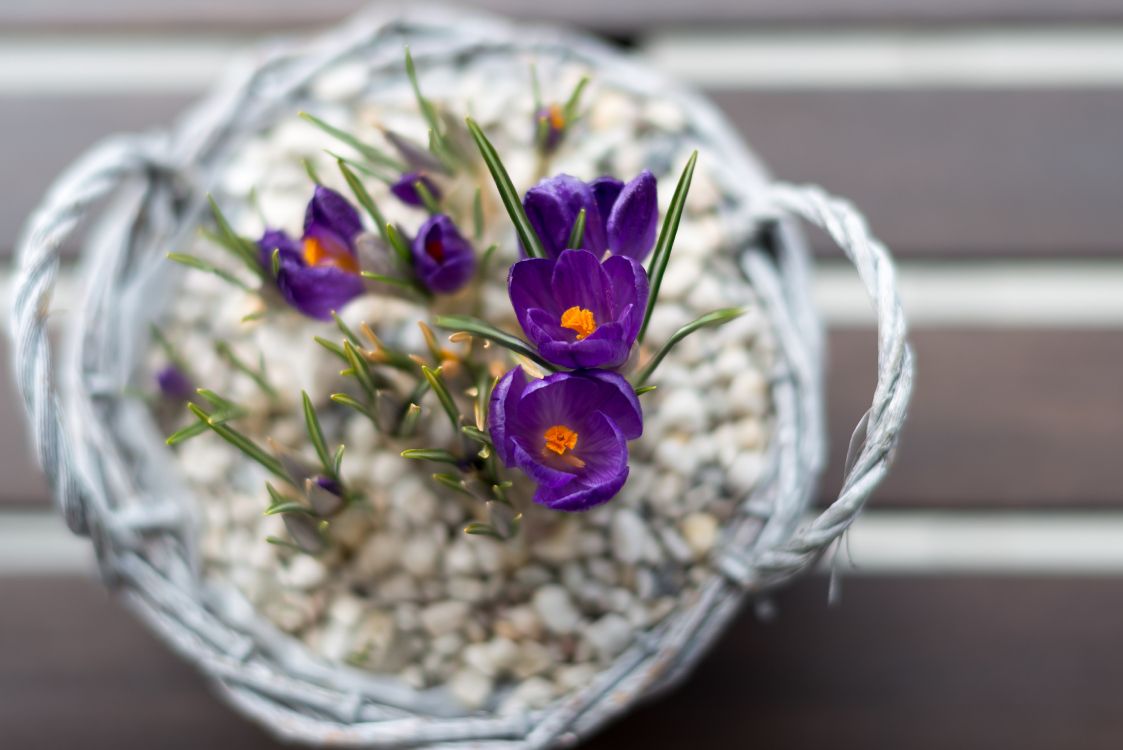 Blumentopf, Blumenmuster, Blühende Pflanze, Blütenblatt, Purpur. Wallpaper in 5120x3417 Resolution