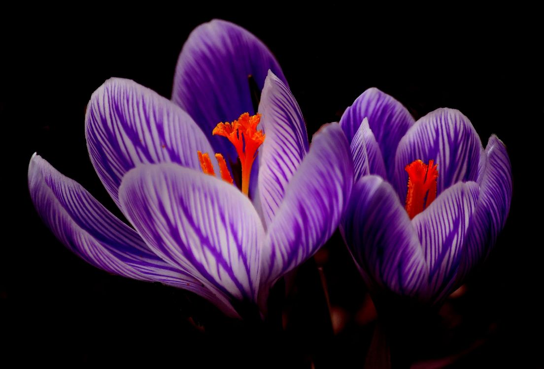 Fleurs de Crocus Violets en Fleurs. Wallpaper in 4461x3030 Resolution