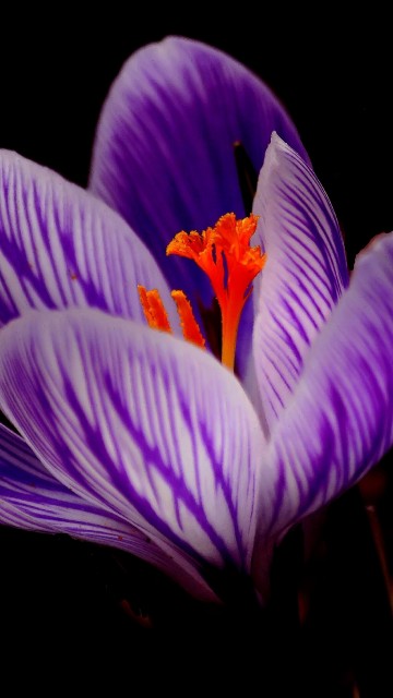 Image purple crocus flowers in bloom