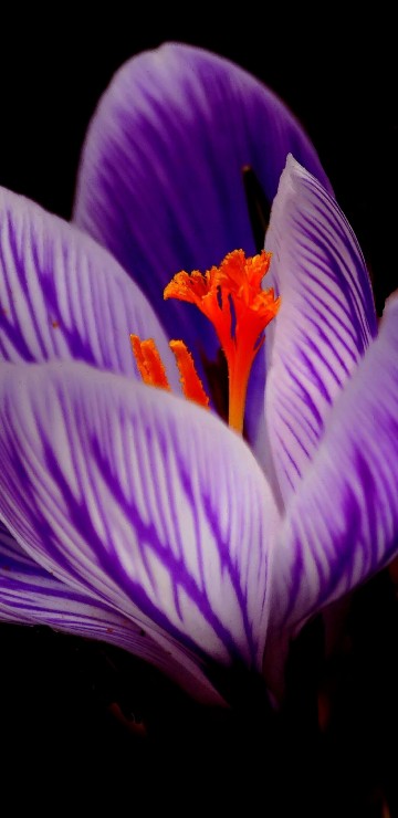 Image purple crocus flowers in bloom