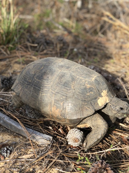 Image tortoise, common snapping turtle, box turtles, terrestrial animal, turtles