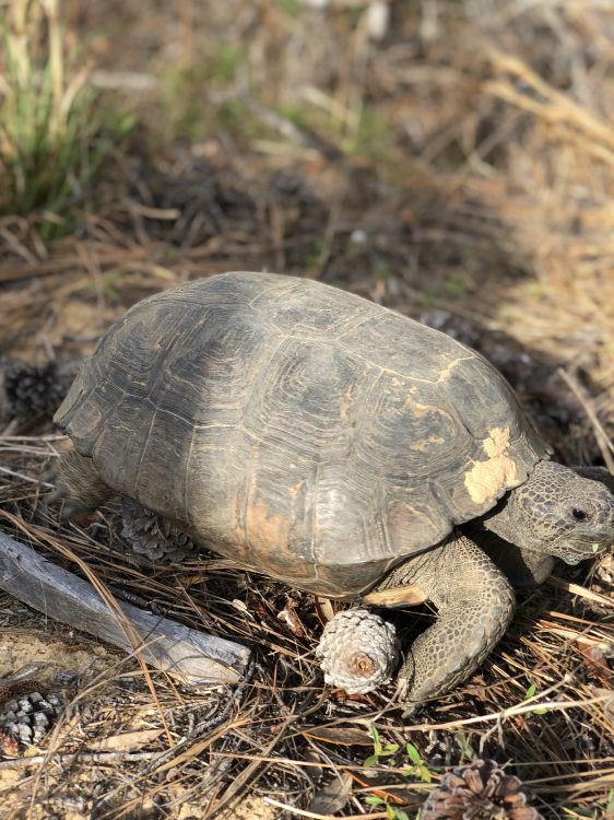 tortoise, common snapping turtle, box turtles, terrestrial animal, turtles