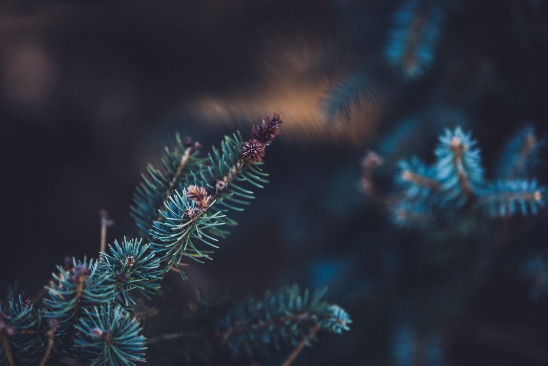 Green Pine Tree in Close up Photography. Wallpaper in 2048x1367 Resolution
