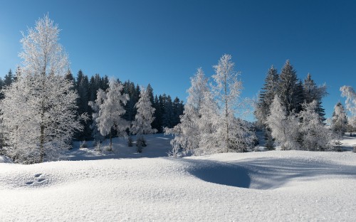 Image snow covered trees during daytime