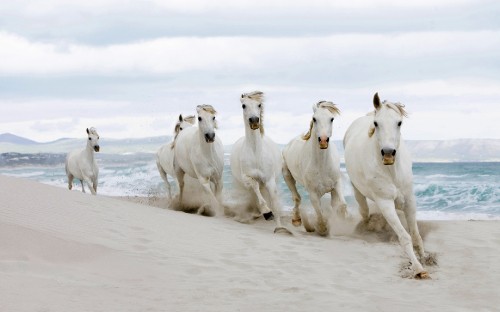 Image white and black goats on white sand during daytime