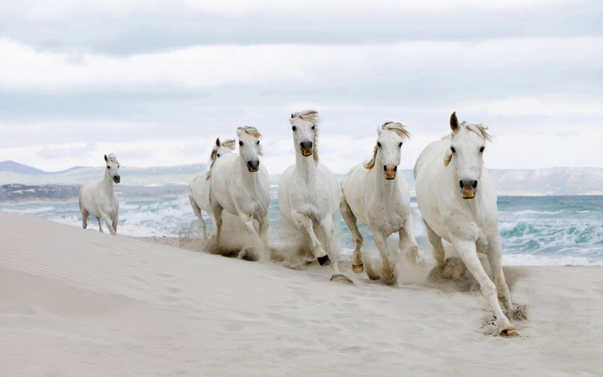 white and black goats on white sand during daytime