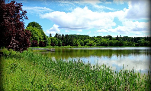 Image green grass near lake under blue sky during daytime